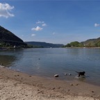 Rhein-Andernach2.jpg