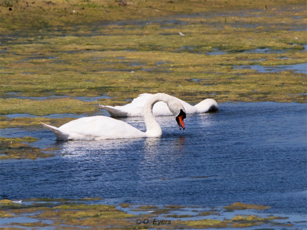 Stacks Image 82