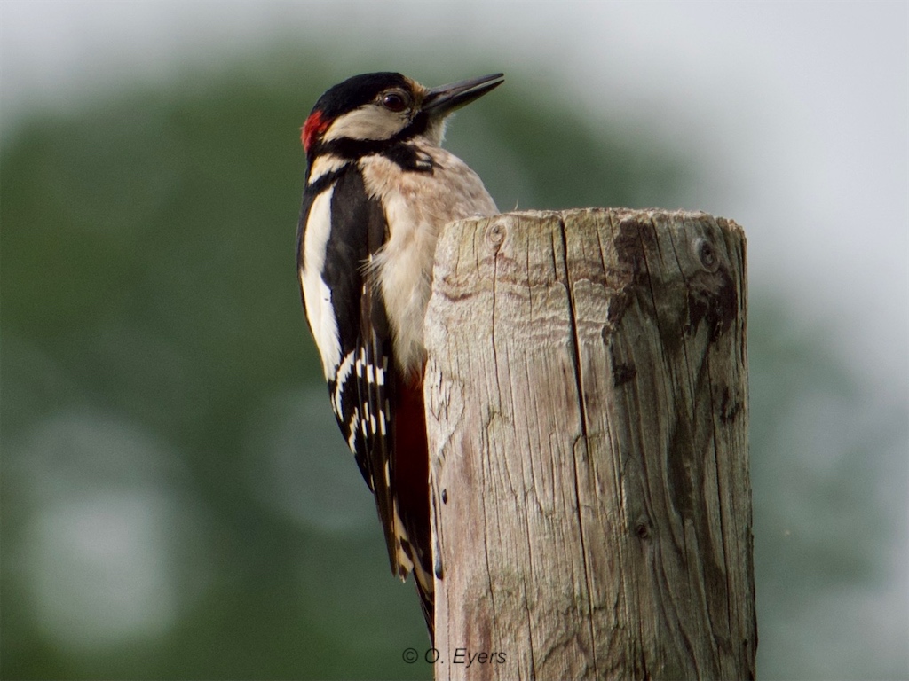 Stacks Image 146