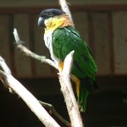 DSCF0311.jpg